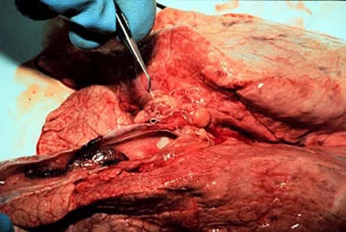 Figure 4: Necropsy finding of Dictyocaulus arnifieldi in lung of horse
