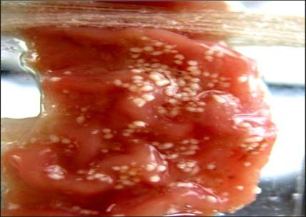 Bond length between two Nitrogen atoms of the pyrazole ring Bond length between Nitrogen and the hydrogen atom of pyrazole ring Natural charge population on Hydrogen atoms of the pyrazole ring Hydrogen bond