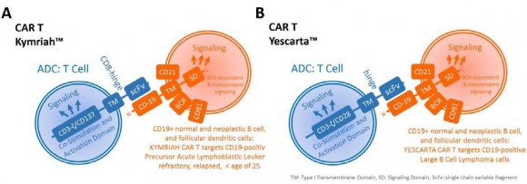 Figure 7: Costimulatory Pathways in the Activation of Helper T Cells in Cancer Immunotherapy
