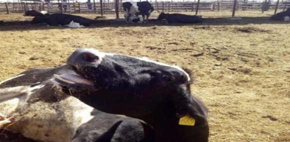 BEF antibody titer= the reciprocal of the final serum dilution which neutralized and inhibited the CPE of 100TCID 50 of BEF virus **Total percentage= percentage of the tested sample from the total number of farm cattle c) Virus isolation Inoculation of buffy coat and blood plasma samples in the brain of suckling mice induced specific signs of BEF infection in mice represented by paralysis of the limbs; cyanosis and death within three days post inoculation. In addition to CPE of BEF virus (Figures 5 & 6) when inoculated in BHK21 cell culture characterized by cell rounding and cell aggregation followed by detachment of the cell sheet within 3-4 days post cell infection.