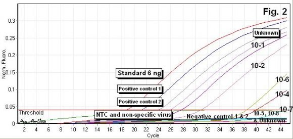 Fig. 2: (A) Detection of an archived FMDV stock virus (SV) RNA by MGB probe rRT-PCR. SV dilutions 10 -1 -10 -8 , except 10 -3 , showed various C T values with amplification cycles. Two positive and negative controls, NTC, non-specific virus (BVD) and unknown samples were involved in the test. (B) Detection of stock virus (SV) RNA with anticipated 163 bp. M: 100 bp ladder. Lanes: 1-7 SV dilutions 10 -1 -10 -8 , except the not done dilution 10 -3 . Lanes 8 & 13 were positive control 1& 2. Other lanes were unknown samples, Lanes 16-17: showed a very faint bands of an archived unknown samples, which were amplified by another TaqMan probe of an expected size of 107 bp and were used as a control of electrophoresis.
