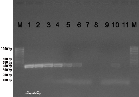Fig. 3: Implementation of SYBR Green rRT-PCR using oligos targeting FMDV O 1D gene of an expected 402 bp for minimum detecting of FMDV O RNA pre-quantified as 6 ng/µl, serially 10-fold diluted and theoretically extended to 6 ag/µl. The former virus was used as standard. (A) Graphical representation of real time one-step RT-PCR data of the standard and its dilutions. Negative control, NTC and nonspecific virus, BVD, were involved in the assay run. Positive C T values were curves peaks above the threshold, while negative values were peaks at the borders or below the threshold (B) Electrophoresis on agarose gel of the rRT-PCR assay samples using SYBR Green. M: 100 bp ladder. Positive bands were approximately 402 bp of FMDV O 1D gene. Lanes 1-8: The standard dilutions from 6 ng/µl to 6 ag/µl, Lane 9: negative control 2, Lane 10: BVD, Lane 11: NTC, Insets show melting curve analysis.