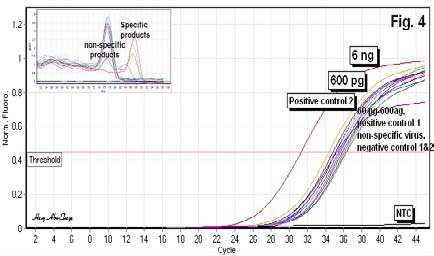 Fig. 4: SYBR Green rRT-PCR amplification of an expected 1301 bp embarrassing FMDV O 1D gene of for assesment the detection limit of FMDV O RNA pre-quantified as 6 ng/µl, serially 10-fold diluted and theoretically extended to 6 ag/µl. The former virus was used as standard. (A) Graphical representation of real time one-step RT-PCR data of the standard and its dilutions. Two positive controls, two negative controls, no template control (NTC) and non-specific virus (BVD) were involved in the assay run.Positive C T values were curves peaks above the threshold, while negative values were peaks at the borders or below the threshold (B) Electrophoresis on agarose gel of the rRT-PCR assay samples using SYBR Green. M: 100 bp ladder. Positive bands were approximately 1301 bp of FMDV O 1D gene. Lanes 1-8: The standard dilutions from 6 ng/µl to 6 ag/µl, Lane 9-10: negative control 1 &2, Lane 11: NTC, Lane 12: BVD, Lanes 13-16: unknown samples, Melting curve analysis (insets) revealed amplification specificity.