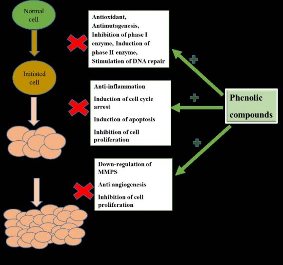 Fig. 11: Schematic representation of the role of phenolic compounds in Cancer.