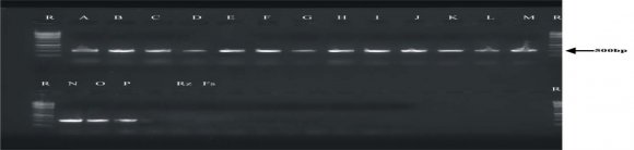 Agarose gel electrophoresis of PCR product of 18S rRNA gene. Lane R (Pharmacia 1000 bp ladder), Lanes: A-P (represent Aspergillus spp) and Rz and Fs (represent standard Rhizopus sp and Fusarium sp respectively as -ve controls) e) PCR-based Detection and Identification of Aspergillus flavus strains that encode the specific gene, Fla The PCR-based detection and identification clearly showed a distinction between A. flavus and A. parasiticus. All the A. flavus yielded the expected amplicon size of 500 bp (Plate III). Among the 16 aflatoxigenic strains of Aspergillus section Flavi detected in this study, 4(25%) were negative for A. flavus specific amplicons as shown in Plate III. Partial sequencing of the amplified IGS regions successfully identified common strains of A. flavus in dairy feeds. The most common strain identified was A. flavus EGY1. Other less common strains identified include: A. flavus ITD-G11, A. flavus MJ49, A. flavus HKF30, A. flavus HKF13, A. flavus HKF49 and A. flavus 1985. Plate III: Agarose gel electrophoresis of fla gene amplicon. Lane R (molecular size markers (Pharmacia 3000 bp ladder) Lanes E, F and K, L represent A. parasiticus; while other lanes represent A. flavus f) Restriction fragment analysis (PCR-RFLP) of A. flavusand A. parasiticus Further to the above molecular based differentiation between A. flavus and A. parasiticus, an enzyme based restriction analysis was carried out to differentiate the two species. Findings from agarose electrophoresis showed that in A. flavus strains, the PCR product was digested into three fragments of amplicon sizes 102bp, 210bp and 362bp (Plate IV). A. parasiticus showed one restriction site with two fragments of amplicon sizes 311bp and 362bp (Plate IV).
