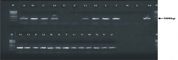 Agarose gel electrophoresis of Bg III digested PCR products of the ITS region of A. flavus. Lane R (Pharmacia 1000 bp ladder), Lanes E, F and K, L represent A. parasiticus while other lanes represent A. flavus. C1 and C2 (represent standard organisms of A. flavus and A. parasiticus used as positive controls)