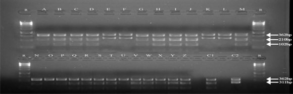 with the work of Latha et al. (2008) who differentiated aflatoxin-producing strains of A. flavus from the non-producing strains using Aspergillus Differential Media (ADM). Part of the current finding, however adopts the use of a locally prepared coconut agar medium in determining aflatoxin production under a long wavelength UV light (365 nm) in line with the report of Atanda et al. (2011).