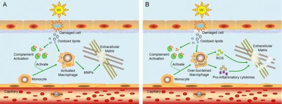 Neuroendocrine Receptors Active in the Skin [56] ? Adrenergic receptors ? Androgen and estrogen receptors ? Calcitonin gene-related peptide receptor ? Cholinergic receptors ? Corticotropin-releasing hormone and urocortin receptors ? Glucocorticoid and mineralocorticoid receptors ? Glutamate receptors ? Growth hormone receptor ? Histamine receptors ? Melanocortin receptors ? Miscellaneous neuropeptide receptors ? Miscellaneous receptors ? Neurokinin receptors ? Neutrophin receptors ? Opioid receptors ? Parathormone and PTH-related protein receptors ? PRL and LH-CG receptors ? Serotonin receptors ? Thyroid hormone receptors ? Vasoactive intestinal peptide receptor ? 21. Vitamin D receptor *CGRP-R, calcitonin gene-related peptide receptor; CRH-R, corticotropin-releasing hormone and urocortin receptors; GH-R, growth hormone receptor; MC-R, melanocortin receptors; NK-R, neurokinin receptors; NT-R, neutrophin receptors; PTH, parathormone; PTHrP, PTH-related protein receptors; LH/CG-R, PRL and LH-CG receptors; VIP-R, vasoactive intestinal peptide receptor; VDR, vitamin D receptor. Hormones and NeurotransmittersProduced by the Skin[56] 