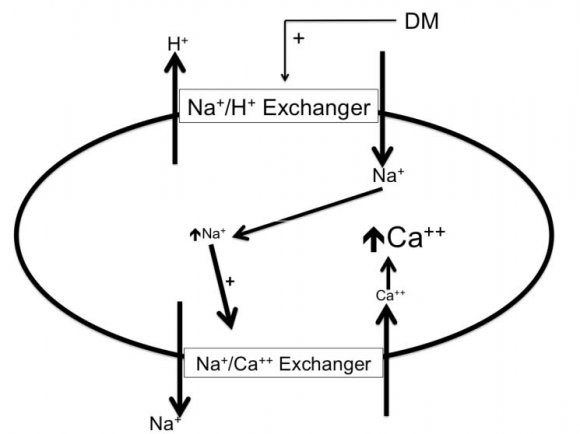 Fig. 1: Diabetic state increases the activity of the sodium/hydrogen exchanger on the surface of endothelial cells, vascular smooth muscle cells, cardiomyocytes, and tubular epithelial cells. Consequently, intracellular and mitochondrial calcium.