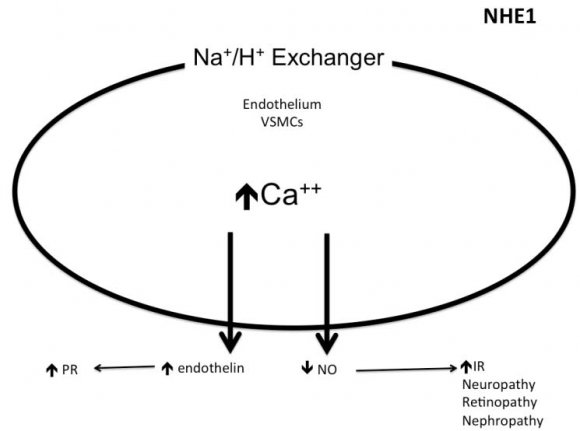Fig.2: Increased cytosolic calcium leads to decreased nitric oxide synthesis and increased secretion of endothelin. Increased vascular smooth muscle tone leads to increased peripheral resistance and decreased tissue perfusion. This leads to decreased insulin delivery. Endothelial damage induced by calcium can also decrease permeability of the endothelium to the delivered insulin. Decrease nitric oxide production has a role in pathogenesis of neuropathy, retinopathy and nephropathy PR= peripheral resistance; IR= insulin resistance.