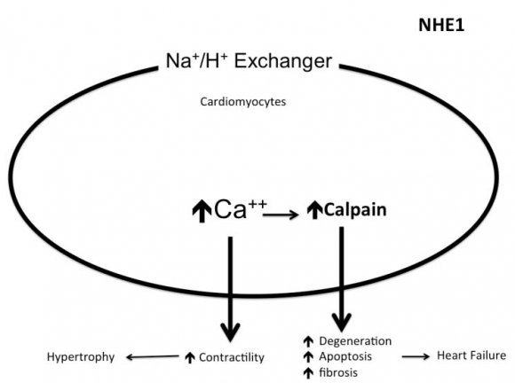 Fig.3: Increased cytosolic calcium within the cardiomyocytes leads to ventricular hypertrophy, and increased activity of the digestive enzyme calpain. This lysolethicin digests mitochondrial membranes and results in myocardial damage that finally leads to heart failure.