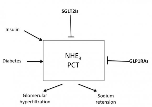 Fig. 4: Increased activity of NHE3 isomer within the proximal convoluted tubules increases sodium absorption from