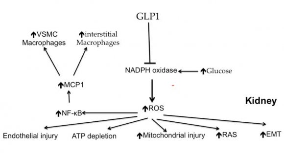 Fig. 5: Hyperglycemia stimulates NADPH oxidase enzyme within different organs including the kidney. Consequent increased production of free oxygen radicals results in increased cascade of degenerative and inflammatory processes that underlie pathology of the diabetic kidney. Glucagon like peptides inhibit NADPH oxidase and thus can muffle development or progression of diabetic nephropathy. GLP1= Glucagon like peptides; NADPH= nicotinamide adenine phosphate; ROS= reactive oxygen species; NF-?B-nuclear factor kappa B; MCP1= macrophage chemo attractantfpeptide; VSMCs=vascular smooth muscle cells; ATP=adenosine triphosphate; RAS= renin-angiotensin system; EMT= epithelial mesenchymal transition.