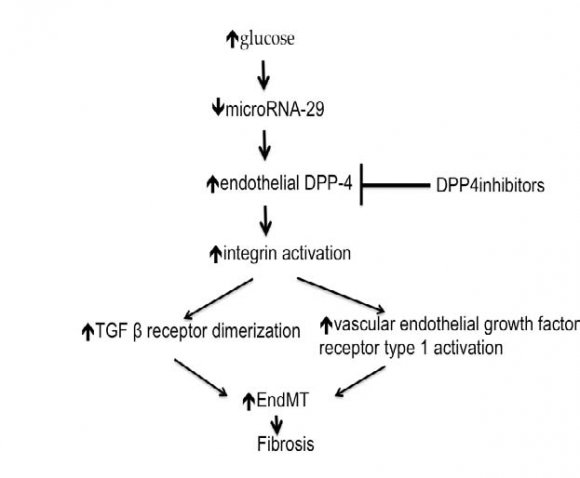 Fig. 6: MicroRNA-29 is a natural inhibitor of endothelial DPP-4 within renal vasculature. Hyperglycemia inhibits microRNA-29 and thus stimulates endothelial DPP-4. DPP-4= dipeptidyl peptidase; TGF= transforming growth factor; EndMT= endothelial mesenchymal transition.