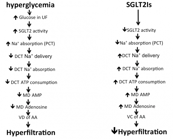 This kinase enzyme inhibits cell senescence. By inducing P21, diabetic patients suffer increased proximal tubular epithelium senescence. Through inhibition of SGLT2, SGLT2Is ptotect proximal tubular epithelial cells against increased senescence. SGLT=sodium glucose transporter; PCT=proximal convoluted tubule.