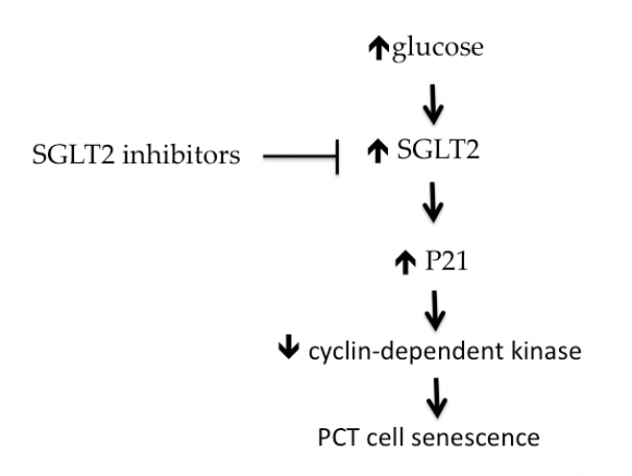 Fig. 9: Activation of SGLT2 in diabetic patients leads to over activity of P21, the natural inhibitor of Cyklin-dependent
