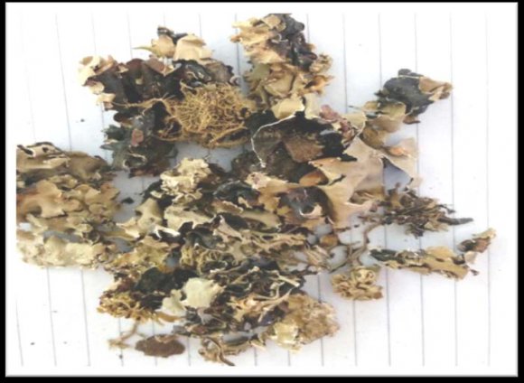 organisms studied, Escherichia Coli (MTCC No.40), Pseudomonas aeroginosa (MTCC No.424), Staphylococcus aureus (MTCC No.87), Proteus vulgaris (MTCC No.742), Streptococcus mutans (MTCC No.497), Bacillus subtilus (MTCC No.441), Staphylococcus epidermidis (MTCC No.9041), Micrococcus luteus (MTCC No.106), Saccharomyces cerevisiae (MTCC No.170), Candida albicans (MTCC No.183) and Candida tropicalis (MTCC No.1000). The organisms were obtained from MTCC Chandigarh and maintain according to specifications. Sub culturing was done at an interval of 15 days.