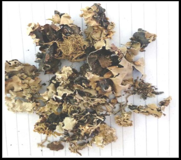Figure 4: Aggregation assay showed that the various concentration of Parmelia perlata extract and Cystone against absorbance at 620nm