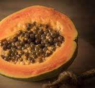 Figure 2: Total phenol content of 147ug gallic acid equivalent (GAE) was recorded using standard prepared by gallic acid