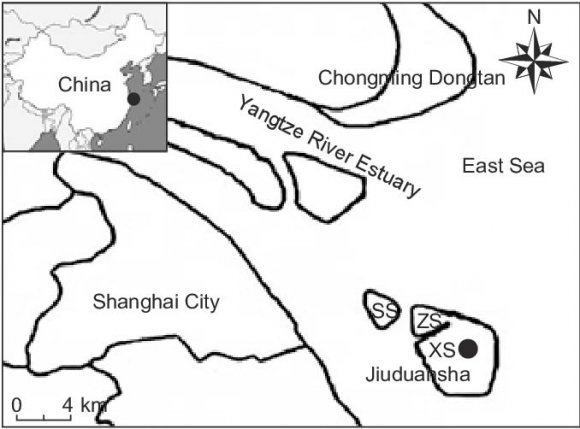 Figure 10: A photograph of finless porpoise (Neophocaena Phocaenoides) photographed by P. Baillehache (LI et al., 2011) Dongting Lake as the largest freshwater lake in China (ZHAO et al., 2005) is a very important habitat and wintering site on the migration route of East Asia's migrating birds. Each year nearly two million waterfowls come here for winter and share the waters with local birds, likely resulting in cross-infection between wild birds and domestic fowl.Porpoises swim along the Yangtze River to Dongting Lake. It is therefore possible that porpoises may carry both cetacean morbillivirus (CeMV) and avian influenza virus (AIV) at the Dongting Lake to induce an evolutionary virus such as Wuhan coronavirus disease 2019 (COVID-19) during the minimum sunspot number, as illustrated stepwise in Fig.21.