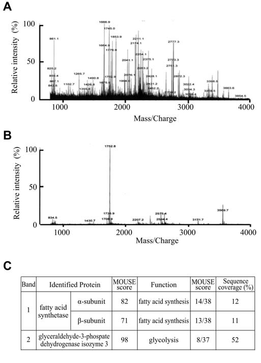 Fig.5: SDS-PAGE of GGPy-binding proteins. After applying the protein sample from cells of S. cerevisiae W303-1A, the column was extensively washed with 10 mM Tris-HCl buffer (pH 8.0), and then washed with 10 ml of the buffer containing 100 µM GGPy. The fractions (10 ml) finally eluted with the buffer alone (B) and the following fraction eluted with the buffer containing GGPy (C) were concentrated and analyzed by SDS-PAGE. An aliquot of the cell-free extract (A) and SDS-standard markers were also included (M).