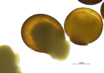 Figure 2: Structure of Velpatasvir