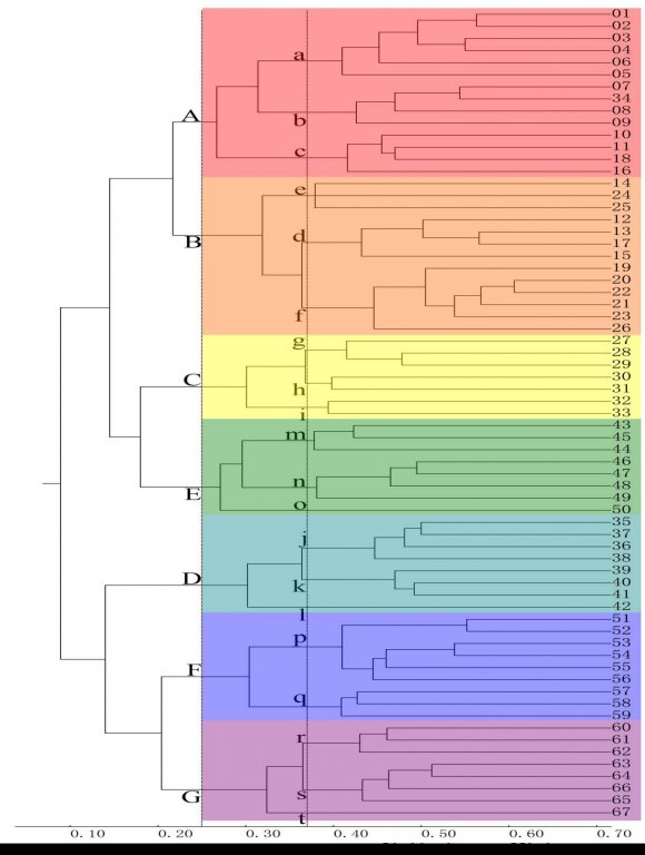 Fig. 3: Clustering tree of Medical insect of World by MSCA