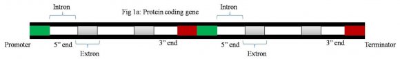 Figure 1a: Protein coding gene