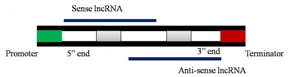 Figure 1c: Bidirectional lncRNA formed from within 1 kb of protein coding on opposite strand d) Intergenic lncRNAs: located at least 1 kb far from the closest protein-coding gene, in-between the protein-coding genes [Figure 1d]. They form the largest group;