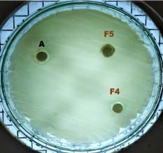 Figure 9: Comparative First order release profile of proniosomal gel formulations