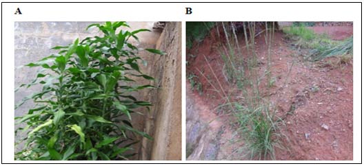 a) Collection and Identification of Plant Materials D. deisteliana and S. indicus plant materials (Figure 1) were collected at Ngousso-Yaounde in the Centre region of Cameroon in April 2012 and May 2013, respectively. The plant identification was made at the Cameroon National Herbarium by comparison with specimen number 55004/HNC (Dracaena deisteliana) and 15719/SRF Cam (Sporobolus indicus).