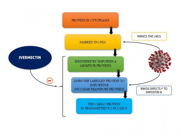 Figure 2: Mechanism of ivermectin induced inhibition of importin ?/? mediated coronavirus proteins transport 28 . cNLS: classical Nuclear Localization Signal.