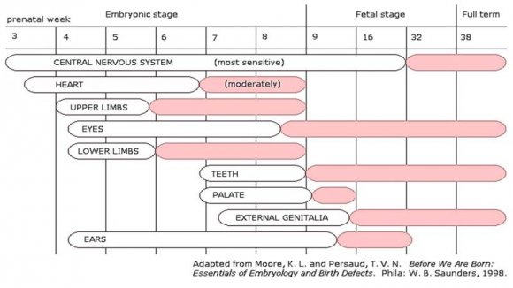 Fig. -1: Timeline of development of major organs in utero: