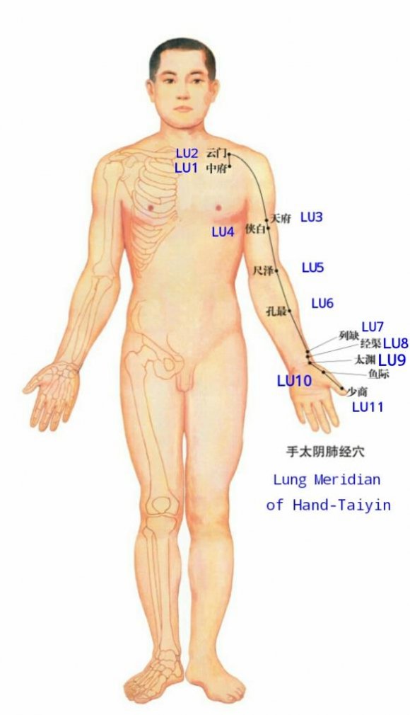 Figure 1: Lung Meridian of Hand-Taiyin (Lung Meridian for short) Lung Meridian enters the body and connects with the lung and large intestine.