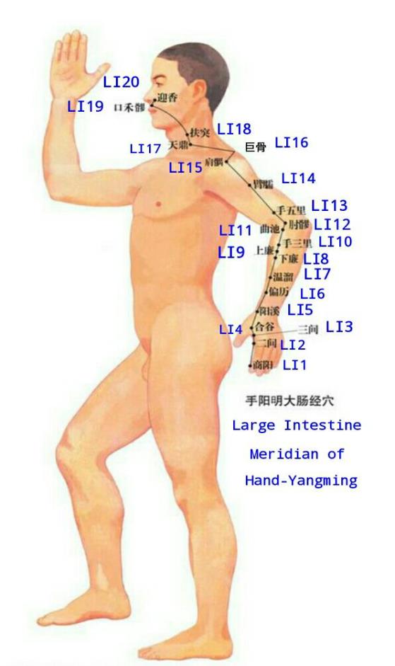 Figure 4: Small Intestine Meridian of Hand-Taiyang (Small Intestine Meridian for short) Small Intestine Meridian enters the body and connects with the small intestine and heart.