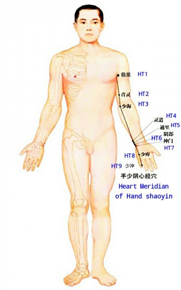 Figure 6: Acupoints on Lung Meridian of Hand-Taiyin