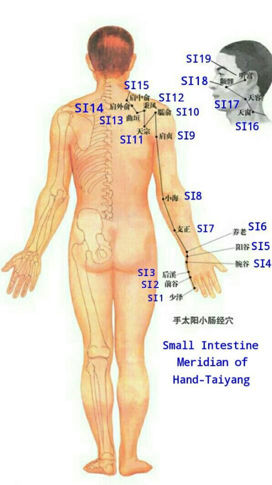 Figure 7: Acupoints on Large Intestine Meridian of Hand-Yangming