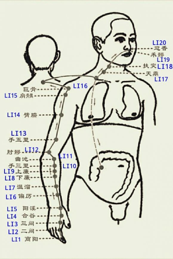 Figure 11: Acupoints on Stomach Meridian of Foot-Yangming