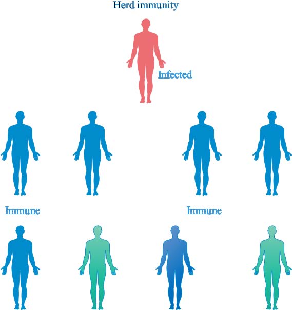 Figure 1: Succinct outline of a herd immunity network. Infected: Persons who have contacted a disease likely because of the immunosuppressed nature of their immune framework. Immune: Persons whose immunological system is able to withstand infectious disease spread. Susceptible: Persons who are vulnerable to communicable disease spread.