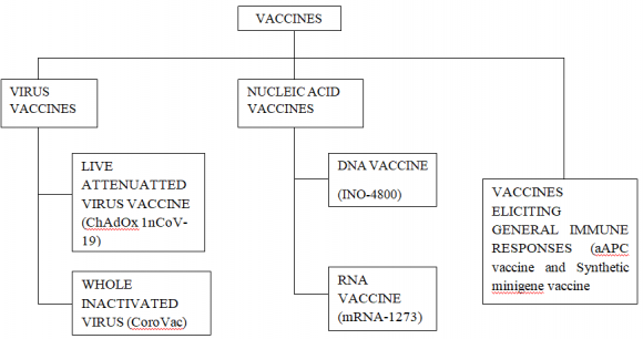 Figure 2: Expected antibody assortments of severe acute respiratory syndrome Coronavirus 2 (SARS-Cov-2); a symptomalogical imitation of COVID-19. ChAdOx 1nCoV-19 is an Adenovirus vectored vaccine (AVV); CoroVac is a weakened vaccine; INO-4800 is a nucleic acid based antibody (NABV); mRNA-1273 is a ribose nucleic acid virus vaccine, which is a courier RNA vaccine; aAPC vaccine is an artificial Antigen-Presenting Cell vaccine; Synthetic minigene antibody (SMV) is an antigen-explicit cytotoxic T-cell antibody.
