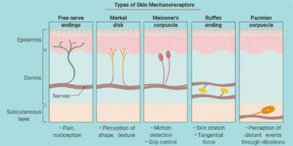 Fig. 1: Illustrate the phenomenon of mechanosensors, and mechanosensing: mechanosensation, a perception of the force and response. "Adapted and created with permission from [biorender.com] and acknowledged.
