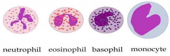 Figure 3: Mechanisms of male reproductive tract infection. The above diagram illustrates how the leukocytes cell invade and fight the pathogens in the male reproductive tract [9].
