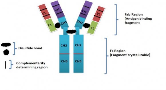 Effect of Monoclonal Antibodies Conjugation with Gallium-Containing ...