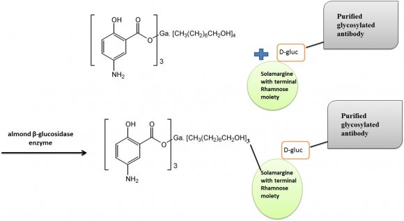 Effect of Monoclonal Antibodies Conjugation with Gallium-Containing ...