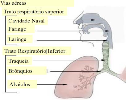 Fig. 4 (a): Penetração de partículas que atingem as vias aéreas superiores e torácicas; Fig. 4 (b). Penetração e efeitos de partículas que atingem os alvéolos pulmonares (Colacioppo, 2020).