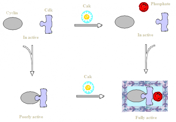 Figure 2 : The figure shows activation of CDK2: part (a) describes CDK 2 monomer, part (b) shows CDK2+ Cyclin A, while part (c) shows CDK2+ Cyclin A+ Thr 160 Phosphorylation+ substrate peptide association.
