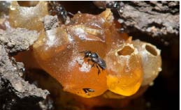 DPPH free radical scavenging assay Percentage inhibition ± SD n ? 5, All results significantly different T-test, p = 0