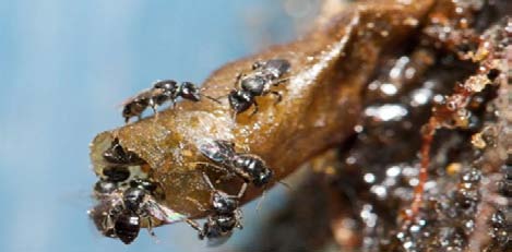 Figure 2 : Antibacterial activity of (A) unfortified raw milk (B) raw milk fortified with ethanolic extract of H. squamuligera honey Table 2 : Mean peroxide value for fortified and unfortified milk