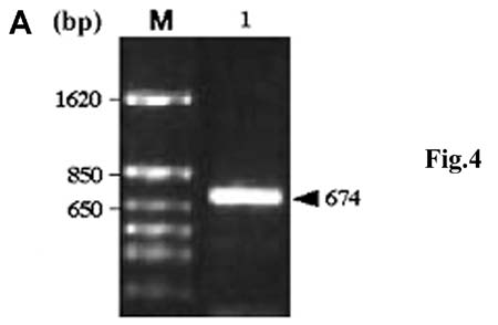 Figure 1 : Chromatogram of the crude extract prepared from Phytophthora infestans (Pi) (race 0) by FPLC-anion exchange chromatography (POROS QE/M column) at pH 8.1 A, Absorbance was monitored at 280 nm. The flow rate was 5 ml/min, and 1-ml fractions were collected after elution with a NaCl gradient. B, ELISA reactions using Abs against FPLC fractions of crude extract prepared from Pi (race 0). C1:Crude extract prepared from race 0. C2: Elution buffer used for FPLC, C3: C1-treated with the first Abs (Abs only), C4: C1treated with second Abs (anti-mouse IgG) only. Data are the average of four replications. A 405 nm on the axis was the value of ELISA.