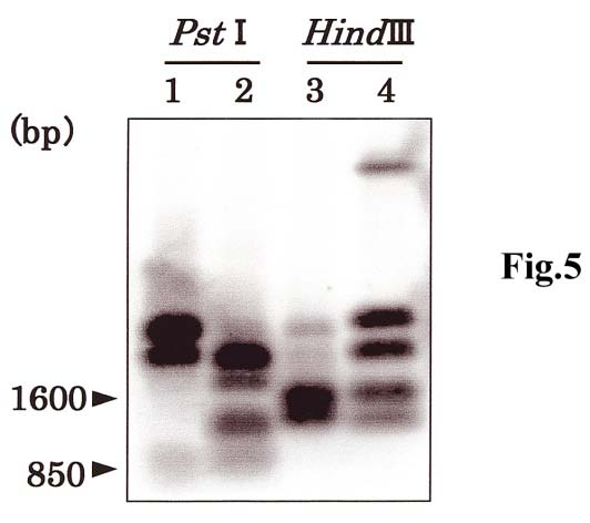 Figure 3 : Affinity purification of the Abs-binding protein A, SDS-PAGE of affinity-purified Abs binding peptides. Gel was silver-stained. Molecular mass standards in kDa are given on the left. Western blot analysis of affinity-purified Abs-binding peptides. Molecular mass standards in kDa are given on the left. Germination fluid of Pi race 0, at 5h after shaking in flask. B, Elicitor activity of Abs binding protein on tuber tissues of potato and generation of active oxygen species in suspension culture cells of potato. Cvs. Eniwa (R 1 ) and Irish Cobbler (r) at 98 h after treatment. C, CLA index in culture cells of the resistance (R 1 ) and susceptible (r) potato cultivars was measured with a luminescence reader. The cultivar rishiri was used. D, Electron microscopic observation of Pi (×14,800). Immunochemical assay of germination fluid of Pi. E, Immunochemical assay of the germination and culture-fluid of Pi (race 0). (a) Germination fluid. (b) The zoospore suspensions. (c) CaCl 2 as a control. (d) The culture fluid. (e) Rye medium as a control. (f) Homogenated soluble sample. Prepared from Pi. (g) The extract from Pi treated with the Abs 2A11. (h) The treatment with second Abs (anti-mouse immunogl obulin G).